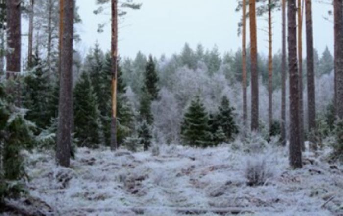 Лесничего из ХМАО подозревают в сговоре с предпринимателем