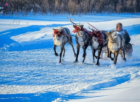 В Югре стартовали Дни оленевода