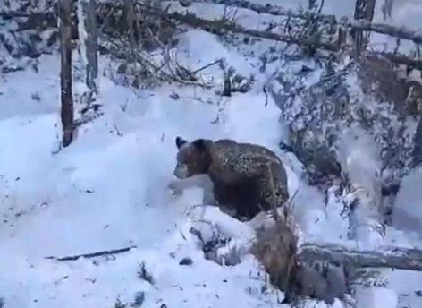 ​«Мои айтишники вычислили этого перца»: глава Белоярского района опроверг информацию о разрушенной берлоге медведей
