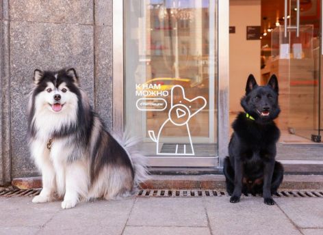 ​В Югре появились pet-friendly магазины