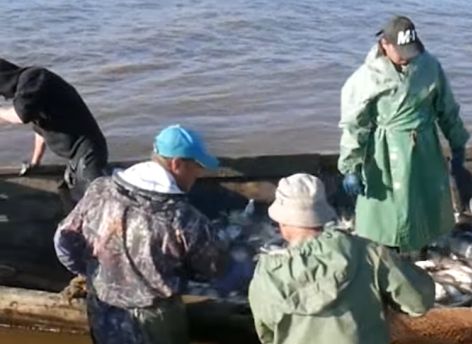 Сотни миллионов рублей выделили в Сургутском районе на поддержку фермеров