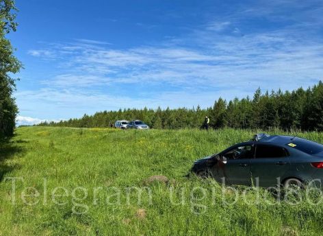 ​На югорской трассе столкнулись Kia и лось