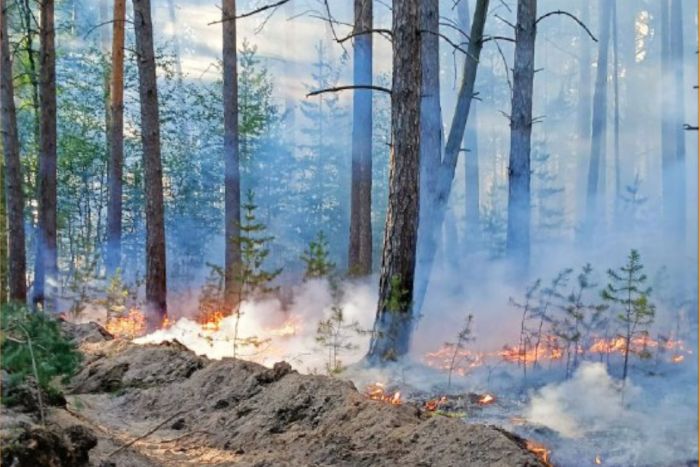 ​В Тюменской области число лесных пожаров снизилось почти в пять раз