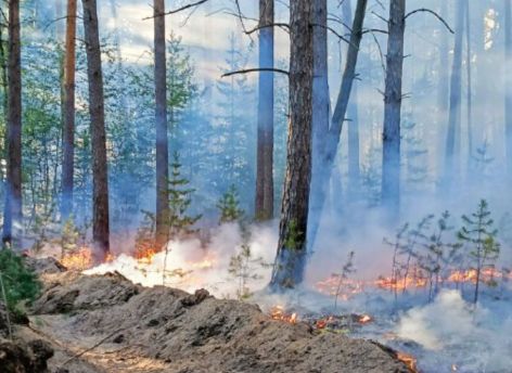 В Тюменской области число лесных пожаров снизилось почти в пять раз