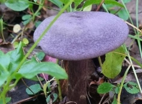 Паутинник и феолепиота: в лесах ХМАО нашли краснокнижные грибы