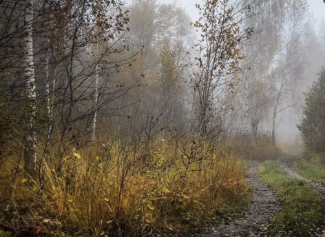 В Нижневартовском районе нашли югорчанку, которая заблудилась в лесу
