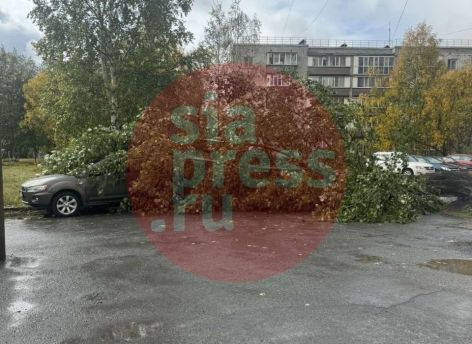 ​В районе ЖД Сургута упало огромное дерево 