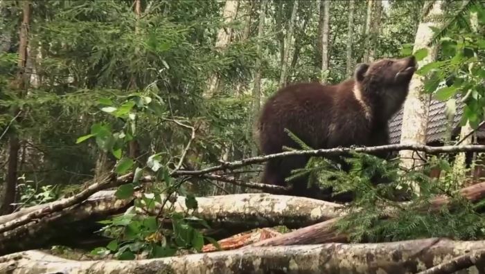 ​Медвежата-сироты вернулись в дикую природу Югры после реабилитации