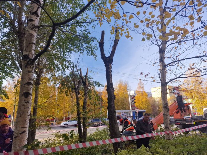 ​В Сургуте приступили к сезонному обновлению тополей