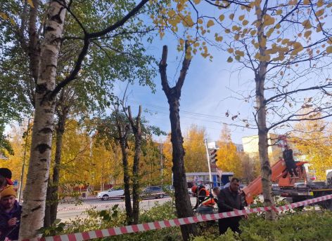 ​В Сургуте приступили к сезонному обновлению тополей