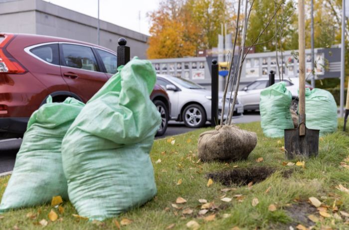 ​В Сургуте посадили 200 саженцев деревьев