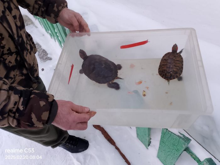 ​Огнеборцы спасли людей и черепашек в ХМАО