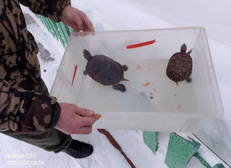 ​Огнеборцы спасли людей и черепашек в ХМАО