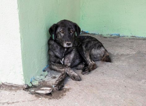 В Сургуте стало вдвое меньше бездомных собак