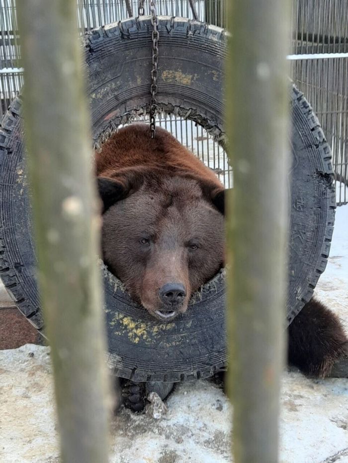 В Югре медведи начали выходить из зимней спячки