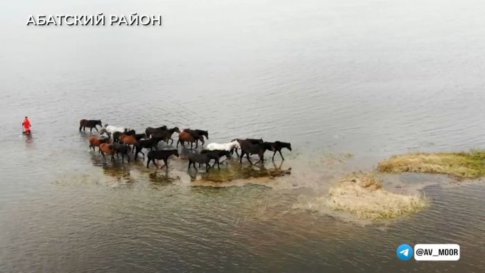 ​Паводок в Тюменской области: уровень воды в Абатском районе растет, спасатели помогают людям и животным