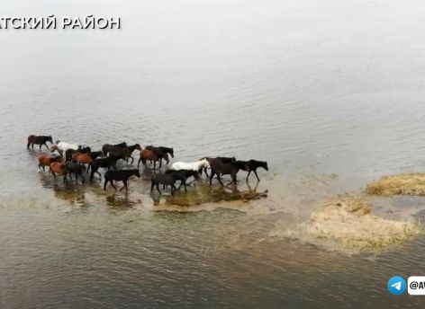 ​Паводок в Тюменской области: уровень воды в Абатском районе растет, спасатели помогают людям и животным