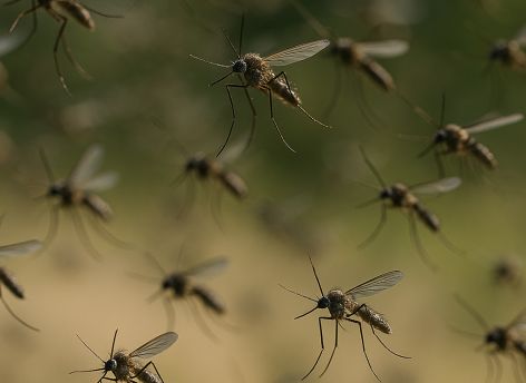 ​Биолог: к концу мая в Сургуте начнется нашествие комаров