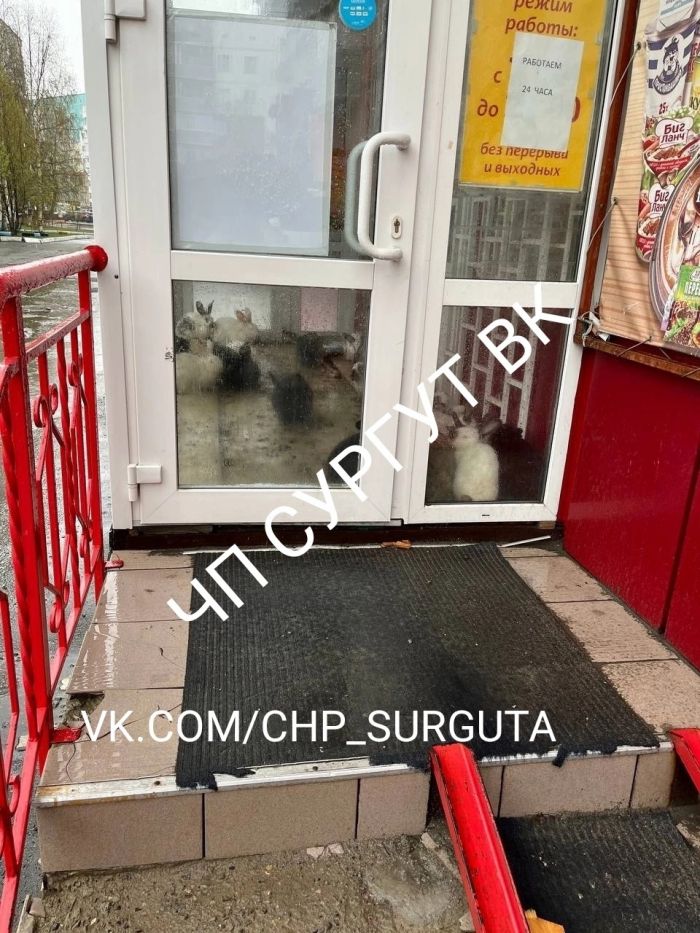 ​Кролики без воды и корма: в Сургуте в бывшем магазине устроили живой уголок