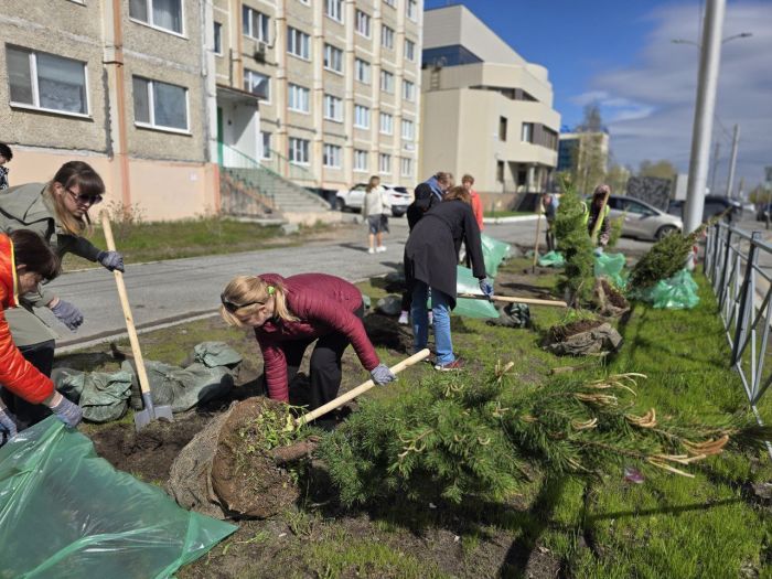 На улицах Сургута высадили 400 деревьев