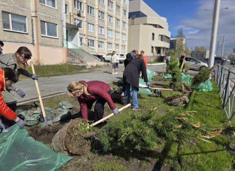 На улицах Сургута высадили 400 деревьев