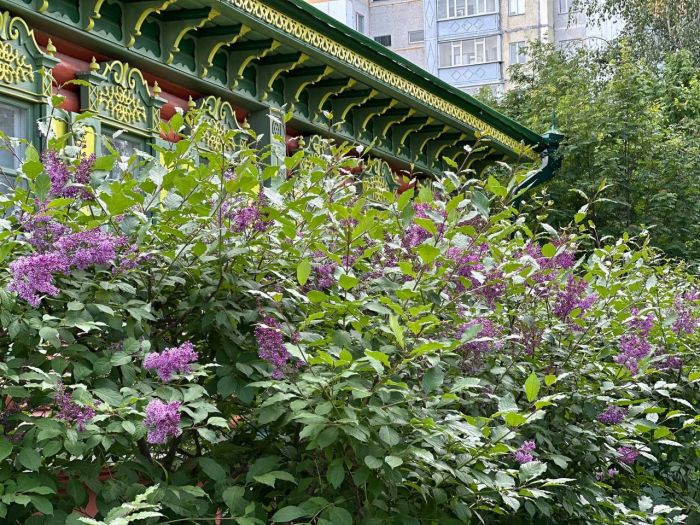 Глава Сургута позитивно оценил новшества в озеленении города — стало больше сирени и хвойных деревьев
