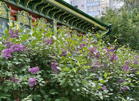 Глава Сургута позитивно оценил новшества в озеленении города — стало больше сирени и хвойных деревьев