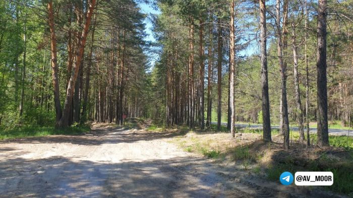 ​В Тюменской области снимают запрет на посещение лесов