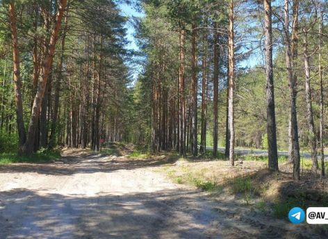 ​В Тюменской области снимают запрет на посещение лесов