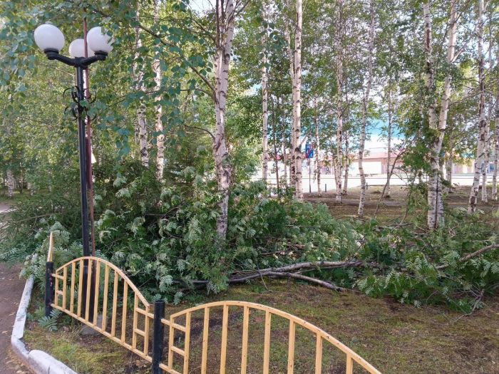 ​«Срубили ценные породы»: жители Сургута требуют наказать предпринимателя за вырубку деревьев