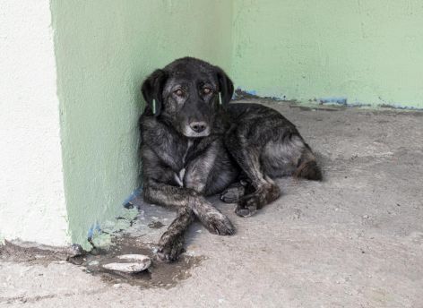 ​Югра сократит расходы на содержание бездомных животных