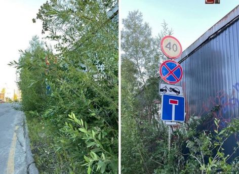​«Знак в кустах»: сургутяне жалуются на неожиданное перекрытие улицы Музейной