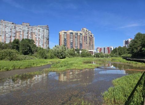Что растет в той части ядра центра Сургута, которую планируют отдать под застройку, и какова будет судьба этих деревьев