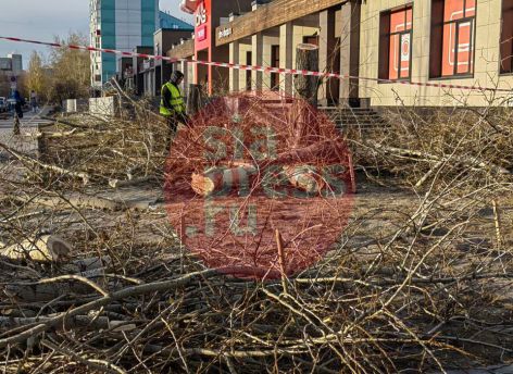 ​Жители Сургута пожаловались на вырубку деревьев в центре города