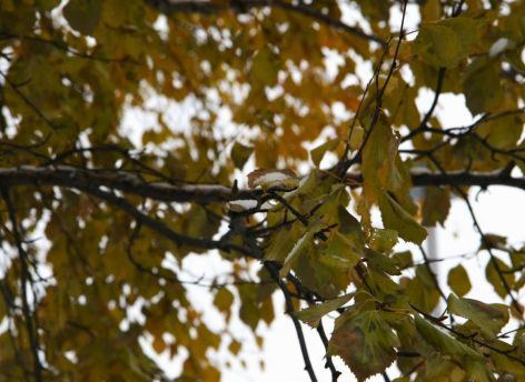 ​Мокрый снег и до +7 °С: прогноз погоды в Югре на начало недели
