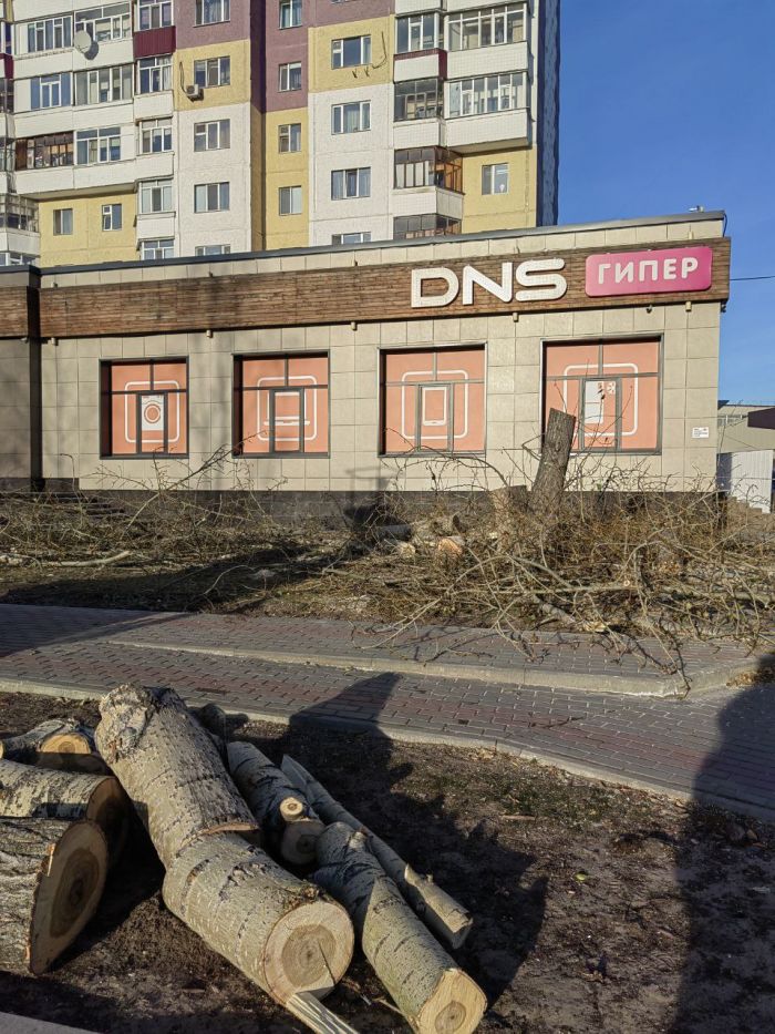 Не каждая вырубка в Сургуте — трагедия. Старые и больные деревья нужно убирать и сажать что-то новое и полезное