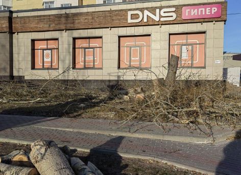 Не каждая вырубка в Сургуте — трагедия. Старые и больные деревья нужно убирать и сажать что-то новое и полезное