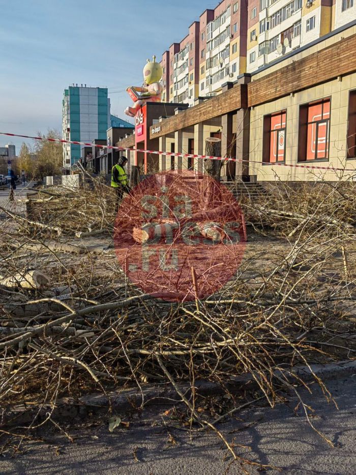 ​Санитарная вырубка деревьев в Сургуте необходима, несмотря на протесты жителей