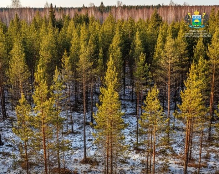 ​Площадь лесов Тюменской области выросла на 7,6 гектара