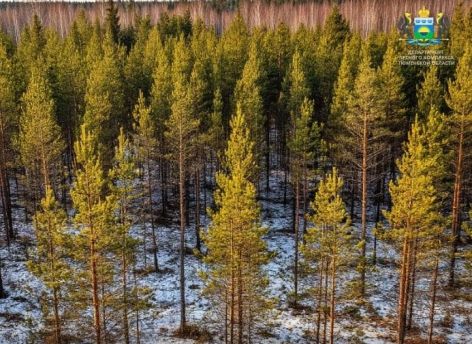 ​Площадь лесов Тюменской области выросла на 7,6 гектара