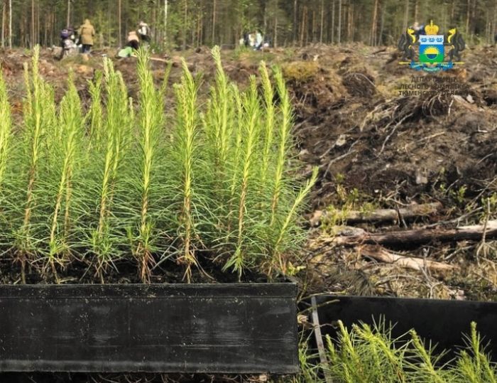 ​В теплицах Тюменской области высадят миллионы сеянцев сосны для восстановления лесов