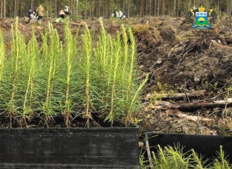 ​В теплицах Тюменской области высадят миллионы сеянцев сосны для восстановления лесов