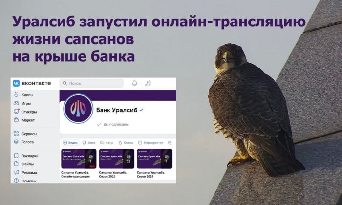 ​Уралсиб запустил онлайн-трансляцию жизни сапсанов на крыше банка