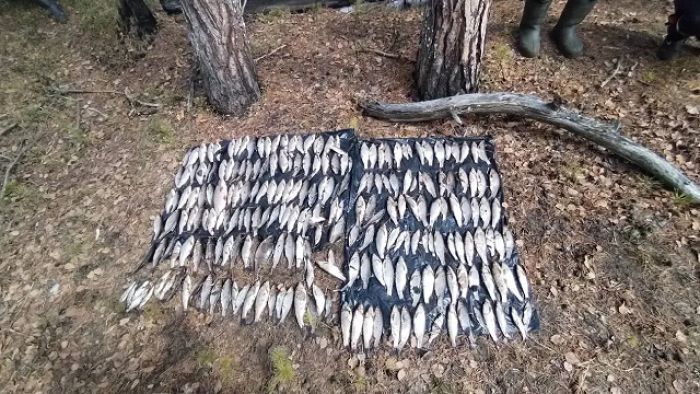 В Югре вахтовик из Самарской области выловил сотни рыб и уголовное дело