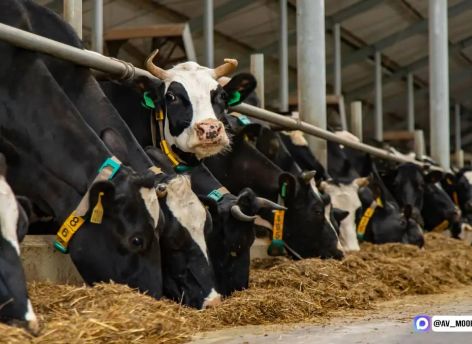 ​Тюменская область наращивает экспорт продуктов питания