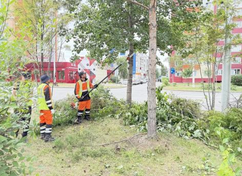​Сургутские службы начали обрезку деревьев на улицах города