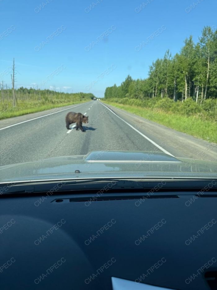 ​Медведь вышел к трассе под Сургутом // ФОТОФАКТ