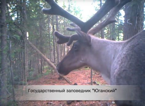 Краснокнижный олень и медведь попали в фотоловушку Юганского заповедника