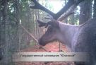 Краснокнижный олень и медведь попали в фотоловушку Юганского заповедника