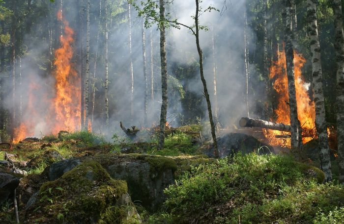 В Югре за сутки площадь лесных пожаров сократилась вдвое